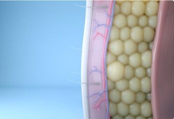 image showing a depiction of fat cells gone from the area targeted by CoolSculpting.